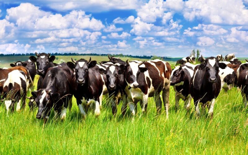 Brasil Quebra Recordes: EUA e México Batem Recorde na Importação de Carne Bovina Brasileira em Abril/25!