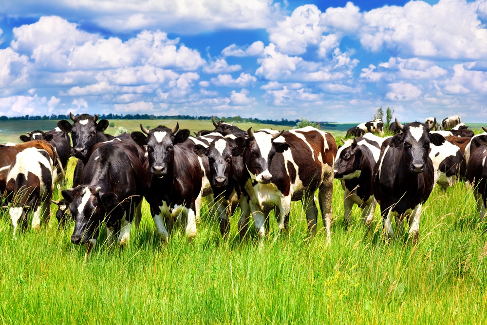 Brasil Quebra Recordes: EUA e México Batem Recorde na Importação de Carne Bovina Brasileira em Abril/25!