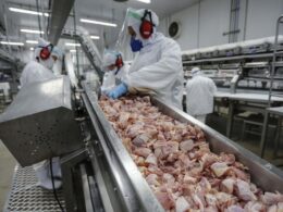 Brasil Volta a Selecionar Frango para o Kuwait: O que Isso Significa para o Mercado e os Consumidores?