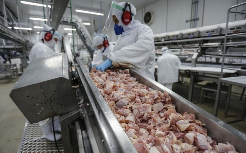 Brasil Volta a Selecionar Frango para o Kuwait: O que Isso Significa para o Mercado e os Consumidores?