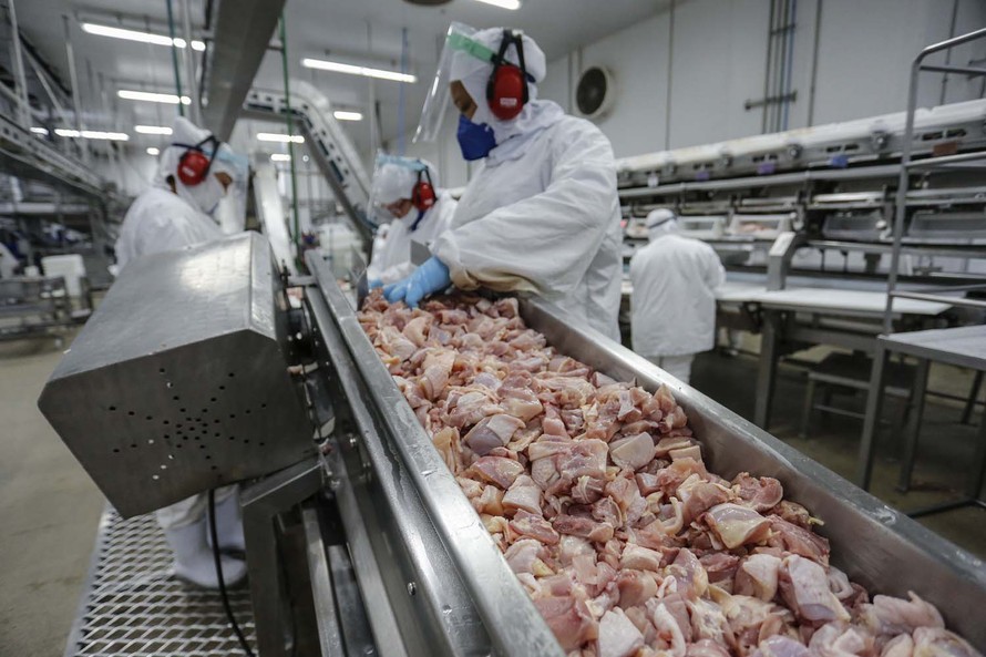 Brasil Volta a Selecionar Frango para o Kuwait: O que Isso Significa para o Mercado e os Consumidores?