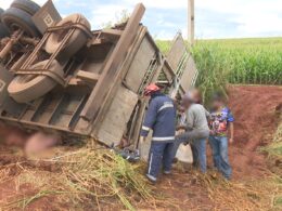 Caminhão com porcos tomba em rodovia do PR e carga é saqueada por populares durante o acidente