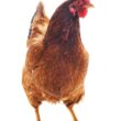 Carne de Frango em Alta: Abril Mostra Estabilidade e Promessa de Crescimento nas Exportações!