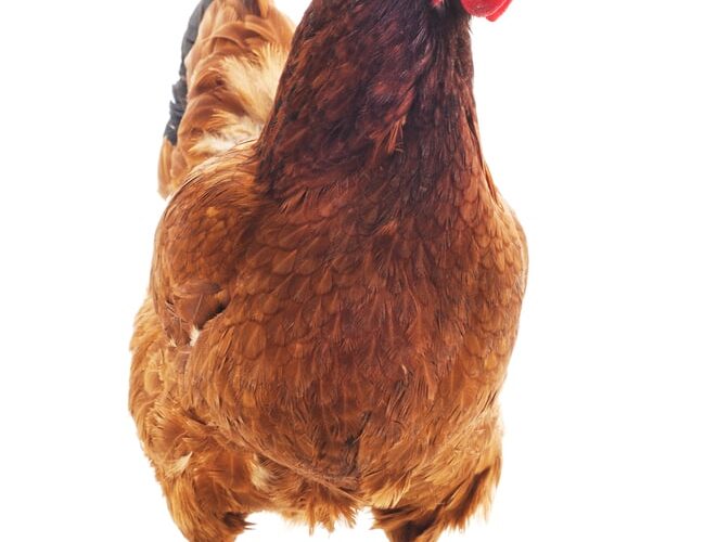 Carne de Frango em Alta: Abril Mostra Estabilidade e Promessa de Crescimento nas Exportações!