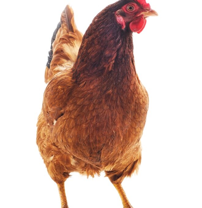 Carne de Frango em Alta: Abril Mostra Estabilidade e Promessa de Crescimento nas Exportações! Carne de Frango em Alta: Abril Mostra Estabilidade e Promessa de Crescimento nas Exportações!