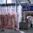Carne Suína em Alta: Exportações Batem Recorde e Custos Caem! O Que Isso Significa Para Você?