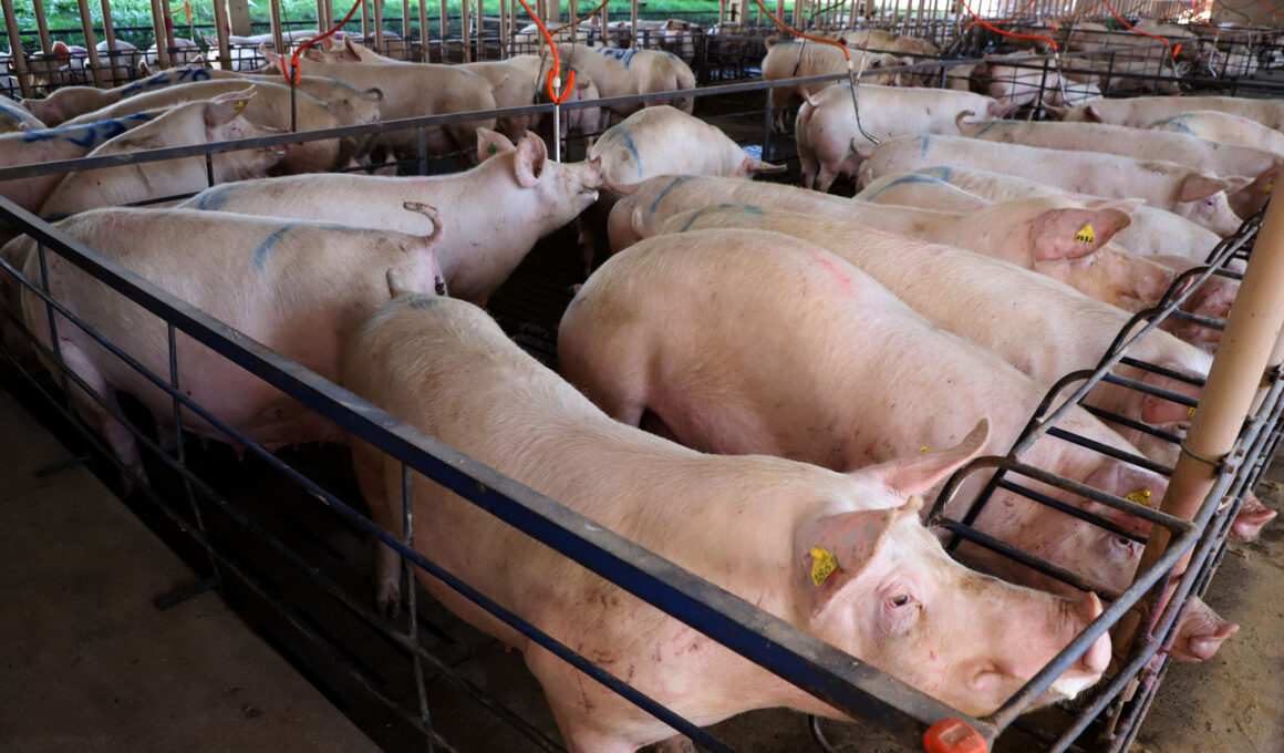 Carne Suína em Alta: O Que Impulsiona um Crescimento Impressionante de 12,9% nas Exportações em 2025? Carne Suína em Alta: O Que Impulsiona um Crescimento Impressionante de 12,9% nas Exportações em 2025?