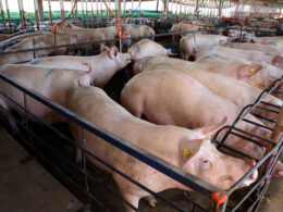 Carne Suína em Alta: O Que Impulsiona um Crescimento Impressionante de 12,9% nas Exportações em 2025?