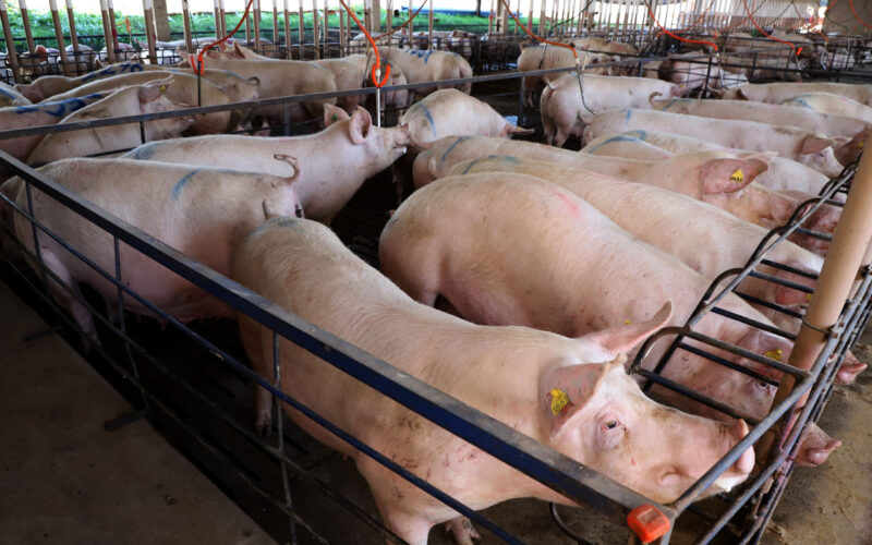 Carne Suína em Alta: O Que Impulsiona um Crescimento Impressionante de 12,9% nas Exportações em 2025?