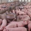 Carne Suína em Queda: O Que Isso Significa para Seu Prato e Seu Bolso em Julho?