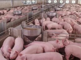 Carne Suína em Queda: O Que Isso Significa para Seu Prato e Seu Bolso em Julho?