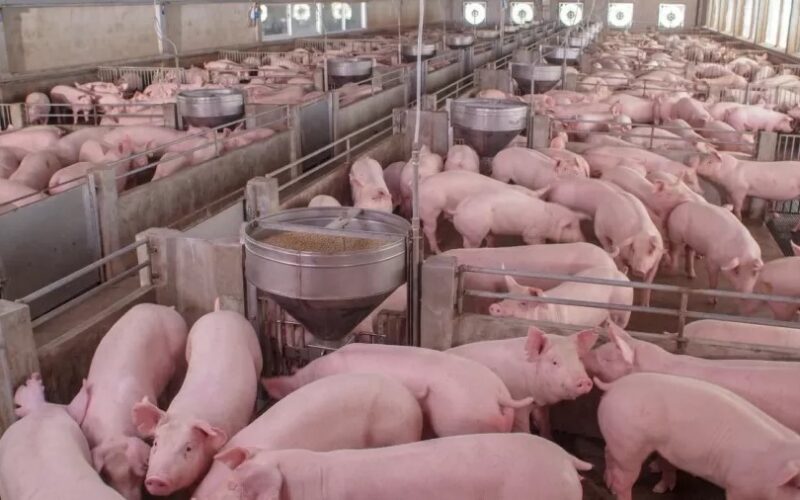 Carne Suína em Queda: O Que Isso Significa para Seu Prato e Seu Bolso em Julho?