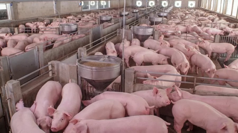 Carne Suína em Queda: O Que Isso Significa para Seu Prato e Seu Bolso em Julho?