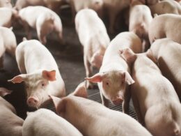 Carne Suína: Exportações Disparam 7,3% em Setembro e Atingem Novo Marco de 120 Mil Toneladas
