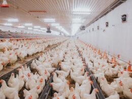 China suspende frigorífico de Itajaí e outros 13 em Santa Catarina.