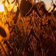 Colapso Verde: Como a Estiagem Dizimou a Safra Gaúcha e Abalou o Futuro da Agricultura
