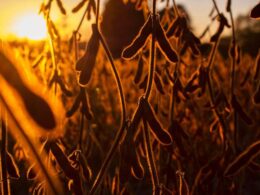 Colapso Verde: Como a Estiagem Dizimou a Safra Gaúcha e Abalou o Futuro da Agricultura