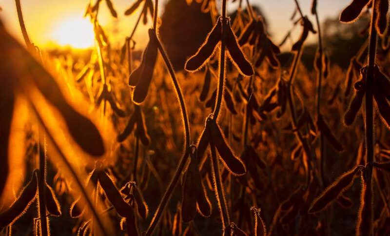 Colapso Verde: Como a Estiagem Dizimou a Safra Gaúcha e Abalou o Futuro da Agricultura