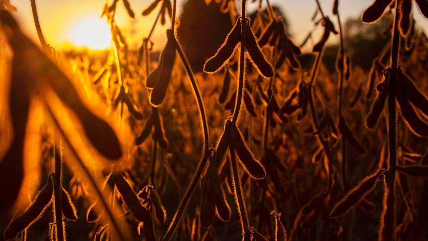 Colapso Verde: Como a Estiagem Dizimou a Safra Gaúcha e Abalou o Futuro da Agricultura