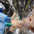 Como a Influenza Aviária Está Transformando as Exportações de Aves do Brasil: O Que Você Precisa Saber!