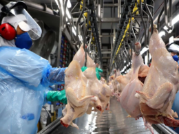 Como a Influenza Aviária Está Transformando as Exportações de Aves do Brasil: O Que Você Precisa Saber!