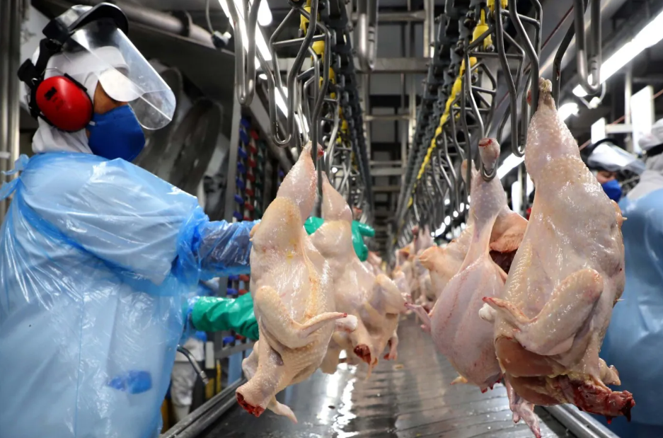 Como a Influenza Aviária Está Transformando as Exportações de Aves do Brasil: O Que Você Precisa Saber!