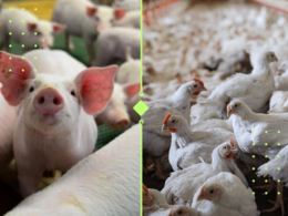Como a Queda dos Grãos Impulsiona Aves e Suínos: Oportunidades Imperdíveis para a Indústria!