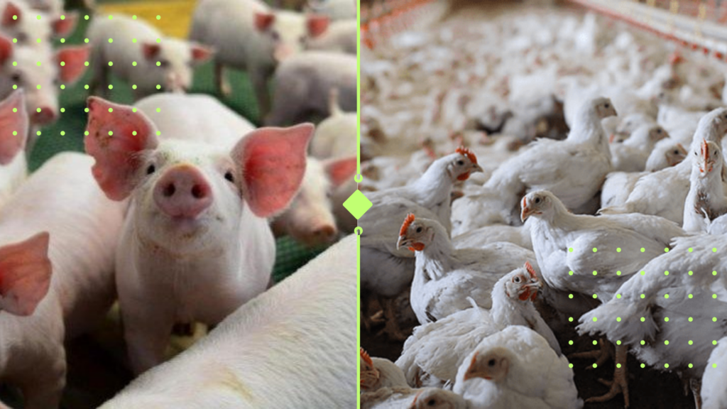 Como a Queda dos Grãos Impulsiona Aves e Suínos: Oportunidades Imperdíveis para a Indústria!