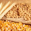 Como a Supersafra de Grãos e a Alta das Commodities Transformarão o PIB do Agro em 2025: Oportunidades Incríveis à Vista!