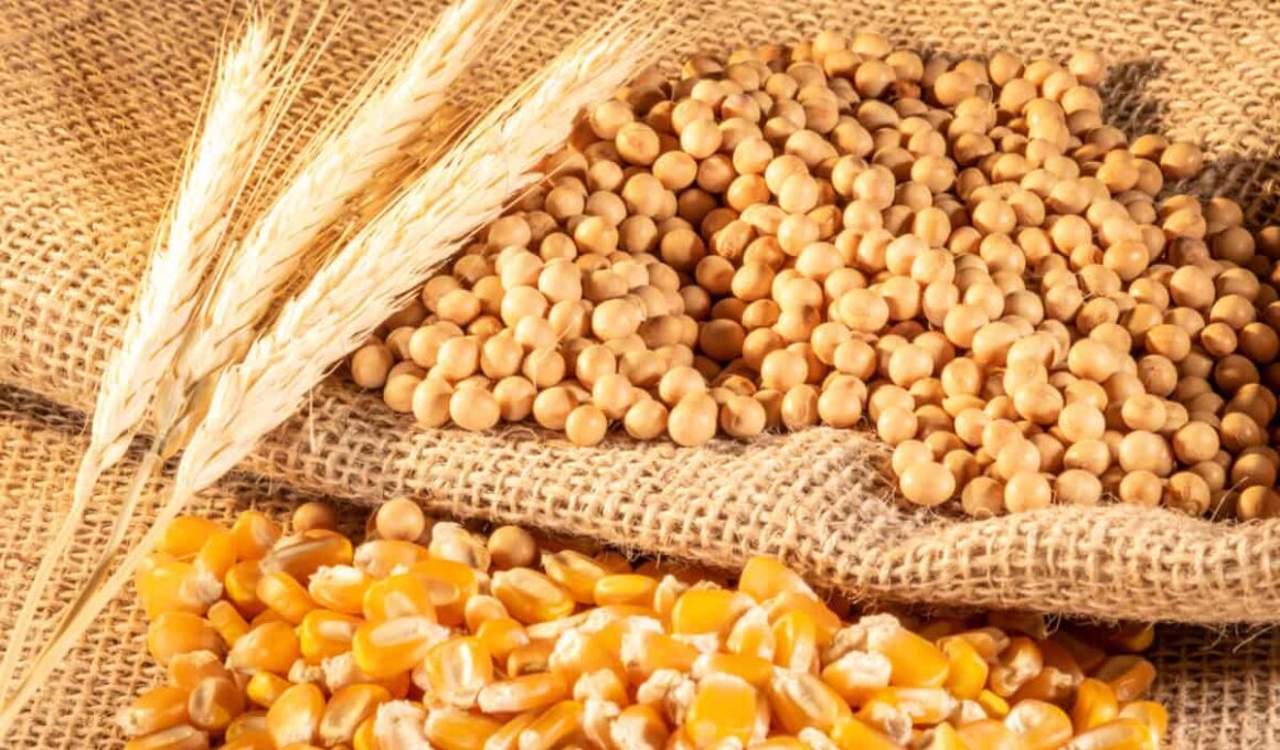 353,8 mi toneladas na safra 25/26: projeção da Conab acende alerta de ganhos e riscos no agro