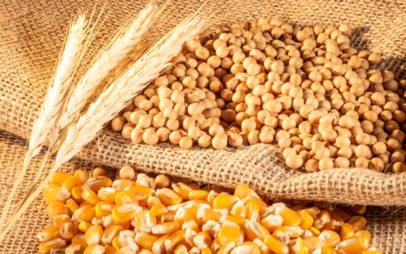 Safra de Grãos 2024/25: O Que 325,7 Milhões de Toneladas Significam para o Futuro da Agricultura no Brasil?