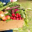 Como o Futuro da Alimentação no Reino Unido Depende dos Investimentos em Segurança Alimentar