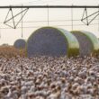 Conflito EUA-China: Algodão Brasileiro Desponta no Palco Global e Surpreende Mercados!