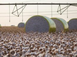 Conflito EUA-China: Algodão Brasileiro Desponta no Palco Global e Surpreende Mercados!