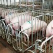 Cranswick Brilha no Mercado: Exportações de Carne Suína para a China Retornam com Força e Superam Expectativas!