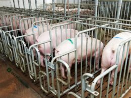 Cranswick Brilha no Mercado: Exportações de Carne Suína para a China Retornam com Força e Superam Expectativas!