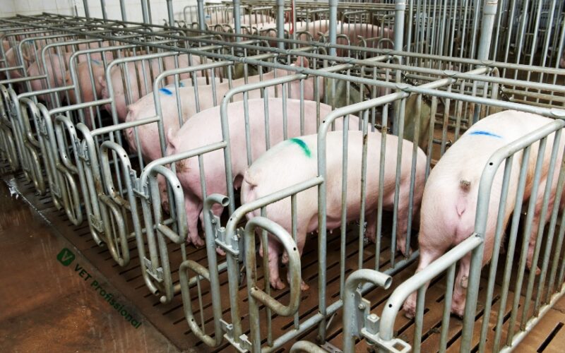 Cranswick Brilha no Mercado: Exportações de Carne Suína para a China Retornam com Força e Superam Expectativas!