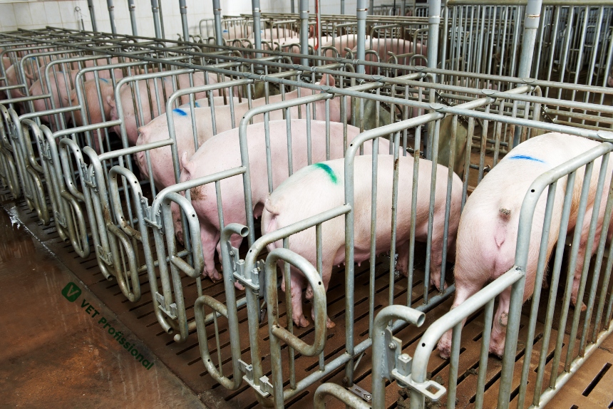 Cranswick Brilha no Mercado: Exportações de Carne Suína para a China Retornam com Força e Superam Expectativas!