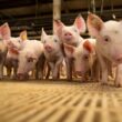Cranswick Revoluciona o Setor Alimentício com a Compra da JSR Genetics: O que Isso Significa para o Futuro?