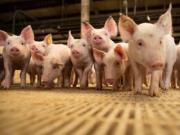 Cranswick Revoluciona o Setor Alimentício com a Compra da JSR Genetics: O que Isso Significa para o Futuro?