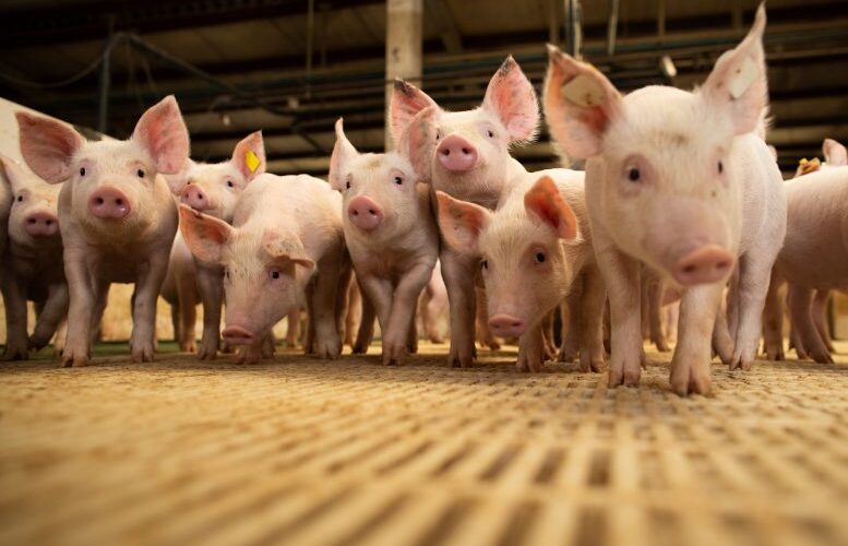Cranswick Revoluciona o Setor Alimentício com a Compra da JSR Genetics: O que Isso Significa para o Futuro?