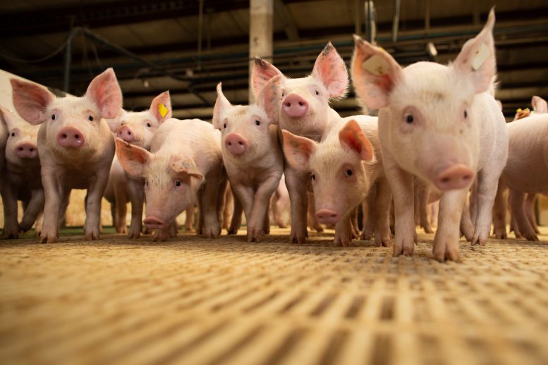 Cranswick Revoluciona o Setor Alimentício com a Compra da JSR Genetics: O que Isso Significa para o Futuro?