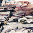 Crédito Emergencial: A Salvação da Indústria de Pescado Contra o ‘Tarifaço’ que Ameaça Seu Futuro!