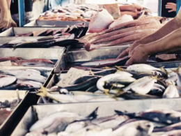 Crédito Emergencial: A Salvação da Indústria de Pescado Contra o ‘Tarifaço’ que Ameaça Seu Futuro!