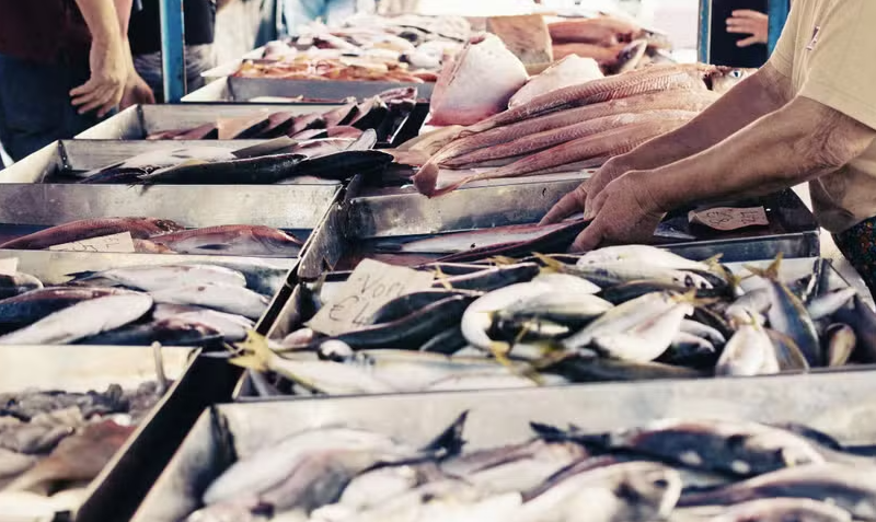 Crédito Emergencial: A Salvação da Indústria de Pescado Contra o ‘Tarifaço’ que Ameaça Seu Futuro!