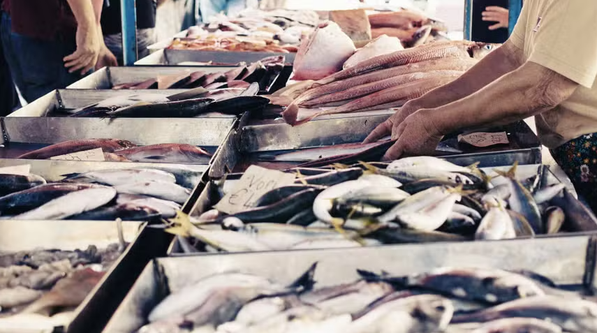 Crédito Emergencial: A Salvação da Indústria de Pescado Contra o ‘Tarifaço’ que Ameaça Seu Futuro!