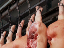 Crise na Suinocultura: Como uma Processadora Dinamarquesa Lida com a Queda na Oferta de Suínos e os Cortes Estratégicos