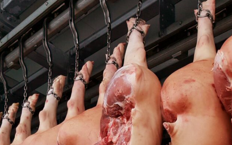 Crise na Suinocultura: Como uma Processadora Dinamarquesa Lida com a Queda na Oferta de Suínos e os Cortes Estratégicos