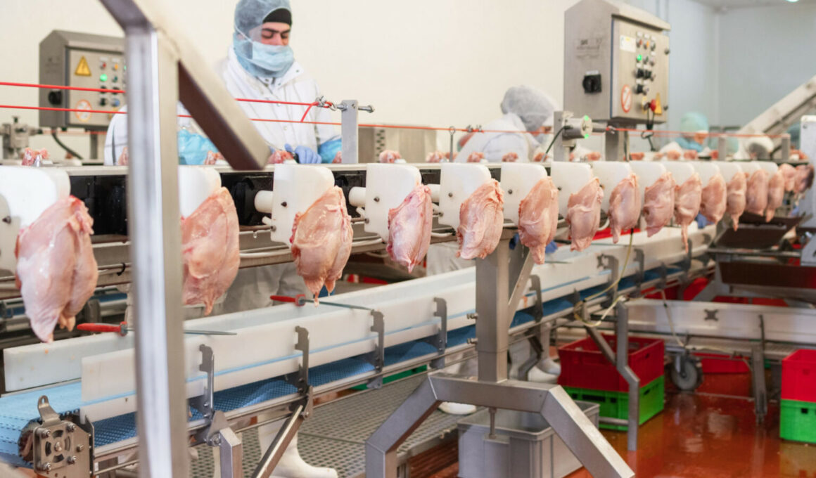 Crise nas Aves: Como as Deportações Podem Alavancar o Preço do Frango na Sua Mesa!