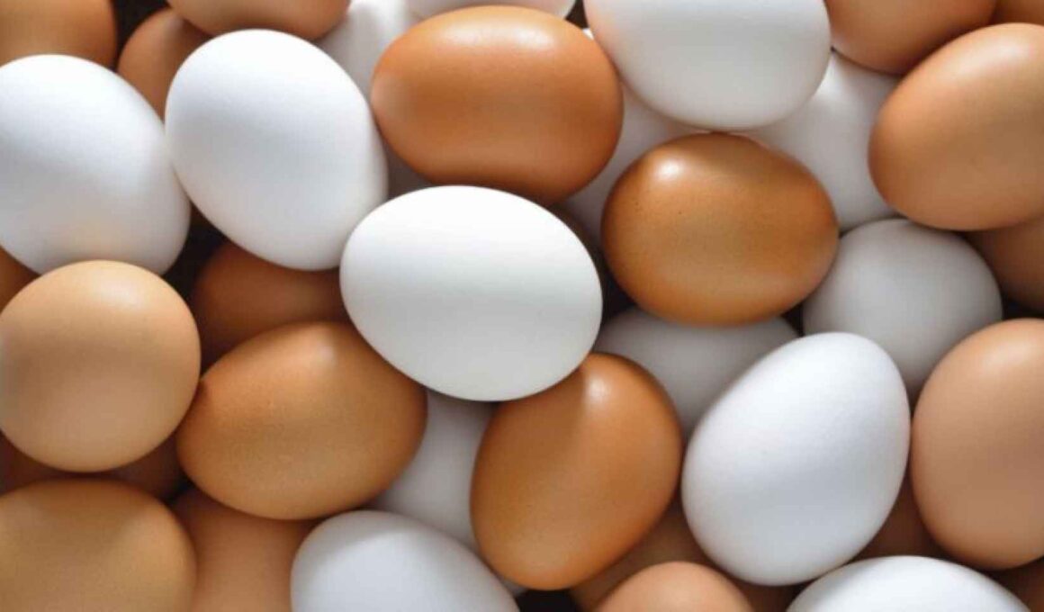 Cuba vive apagão de ovos: produção desaba, importações no limite e os sinais para sua despensa